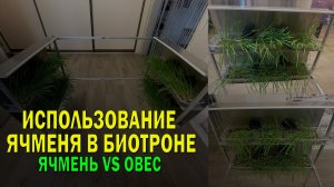 Сравнение измеренной эффективности ростков ячменя и овса в биотроне