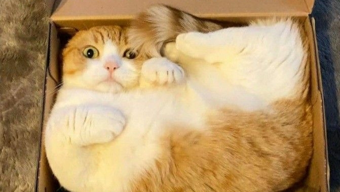 Прикольные мемы с животными