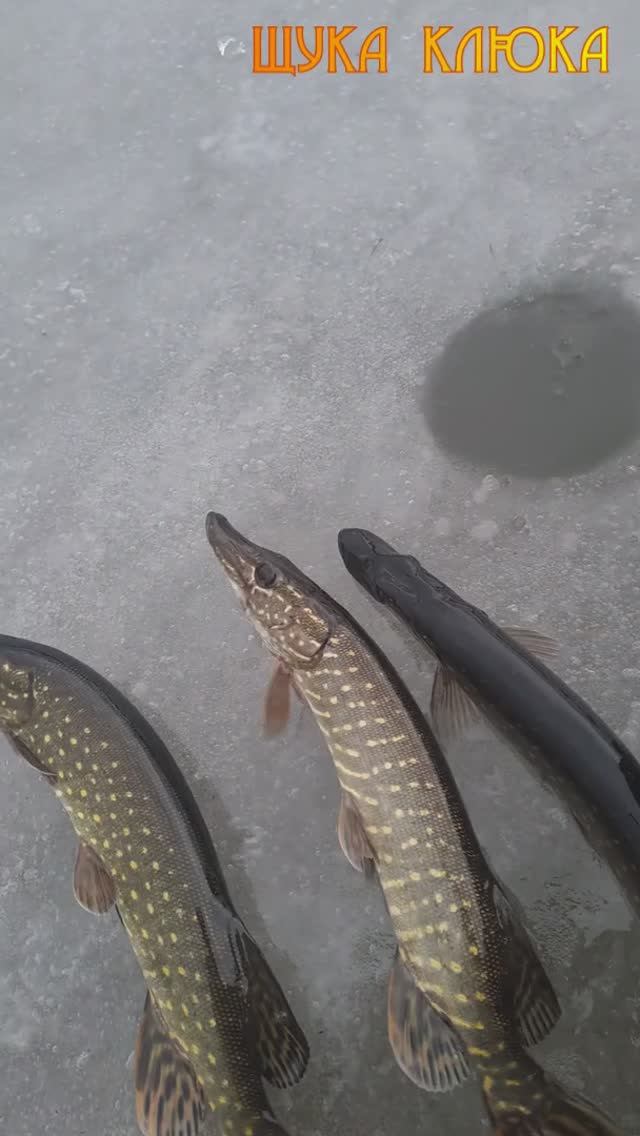 🔥 Трудно, но можно. Закончил зарыбление городского пруда 🔥 #рыбалка #щука #шортс #fishing