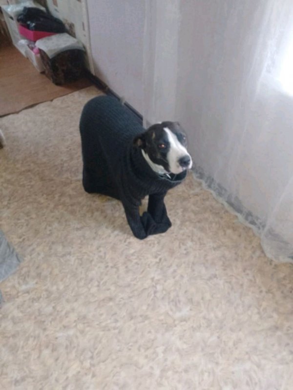 просто стрим