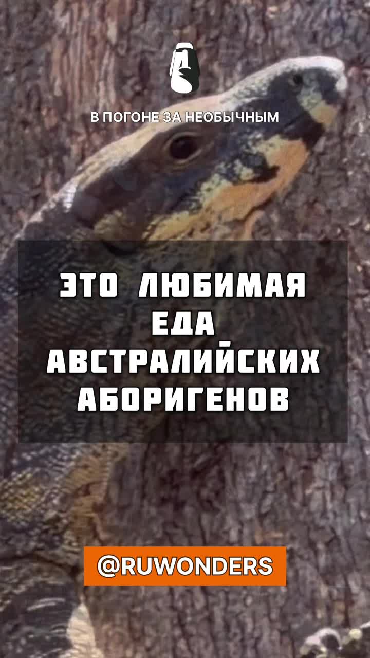 Любимая еда австралийских аборигенов смотреть онлайн