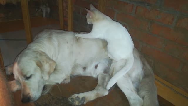 друзья смотреть онлайн