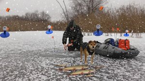 БУРЯ НА ЛЬДУ! РЫБАЛКА НА ЖЕРЛИЦЫ С СОБАКОЙ ВО ВРЕМЯ МЕТЕЛИ. Разведка новых рыбных мест.
