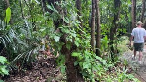 Китай. Тропический парк Янода. Джунгли в горах. Стеклянный мост. Хайнань. Отпуск. Экскурсия.