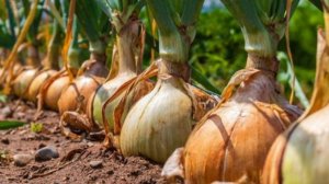 ГИГАНТСКИЙ ЛУК ЗА ОДИН СЕЗОН из семян - Посев лука Эксибишен