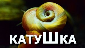 Улитка катушка - безобидная негодяйка