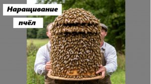 Перчатки Холмса: 2-я серия. Наращивание пчёл к медосбору.