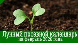 Лунный ПОСЕВНОЙ КАЛЕНДАРЬ НА ФЕВРАЛЬ 2026 года. Что нужно посеять в феврале
