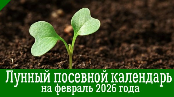 Лунный ПОСЕВНОЙ КАЛЕНДАРЬ НА ФЕВРАЛЬ 2026 года. Что нужно посеять в феврале