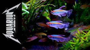 Тетра конго – средний рыбсик для новичков