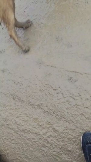 В любую погоду и в дождь и снег, я еду кормить бездомных собак