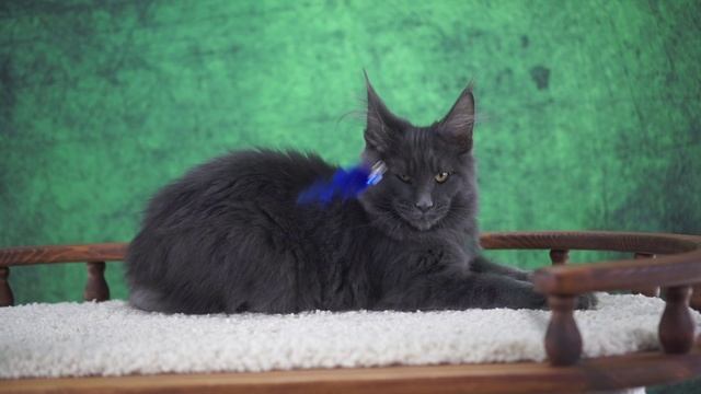 Osbourne 4,5 месяца смотреть онлайн