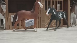 Совместные новости 🐎