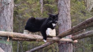 Знакомство с Карелией. Марс атакует. Часть 16