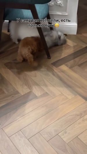 Вижу цель...вижу путь 😅🐕