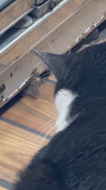 ведутся переговоры🤣