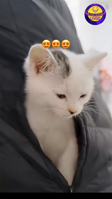 Приколюхи с 🤣 кошаками смотреть онлайн