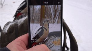 Дятлы. Неудачная съёмка