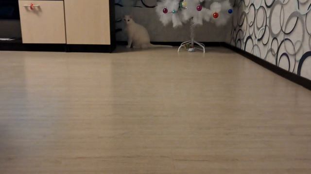 мая кошка смотреть онлайн
