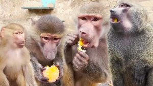 Люся и Стёпа любят чужое, угощаем чтоб и Мане досталось. УГОВОРИЛИ Рокки! Анубис- жених для Люси😂