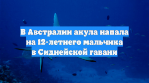 В Австралии акула напала на 12-летнего мальчика в Сиднейской гавани