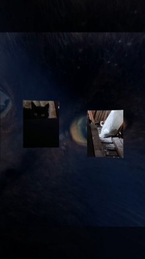 ещё один Эдит на котят