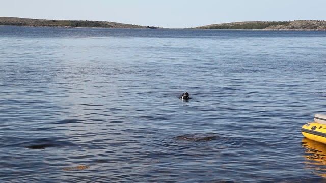 © "Экспедиция Соловецкие колокола 2013. RT и водолазы ПЖСК на Песьей луде" Клип. MVI_0055