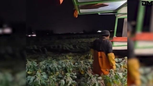 Самые невероятные и редкие видео интернета!. Видео из интернета. смотреть онлайн