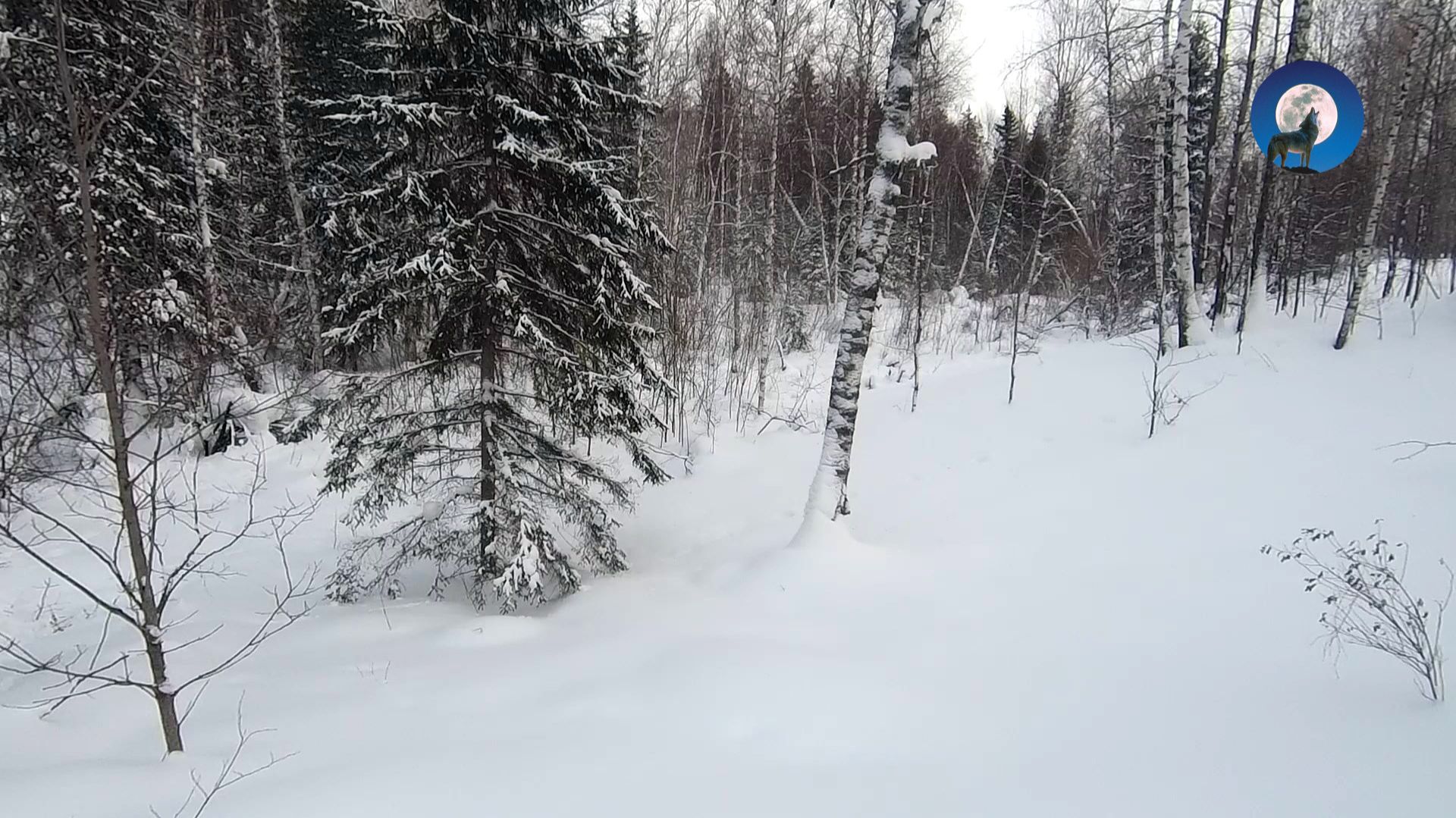 ХОДОВАЯ ОХОТА НА ЗАЙЦА БЕЛЯКА. ЖЕНА ЗАГОНЯЕТ - Я НА НОМЕРЕ смотреть онлайн