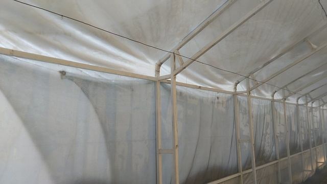 Теплица по Митлайдеру. Укрыта плёнкой 