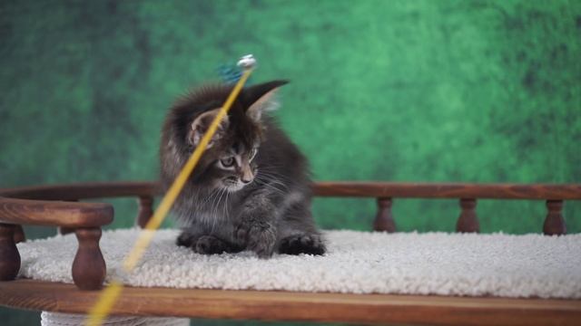 X-tream 2 месяца смотреть онлайн