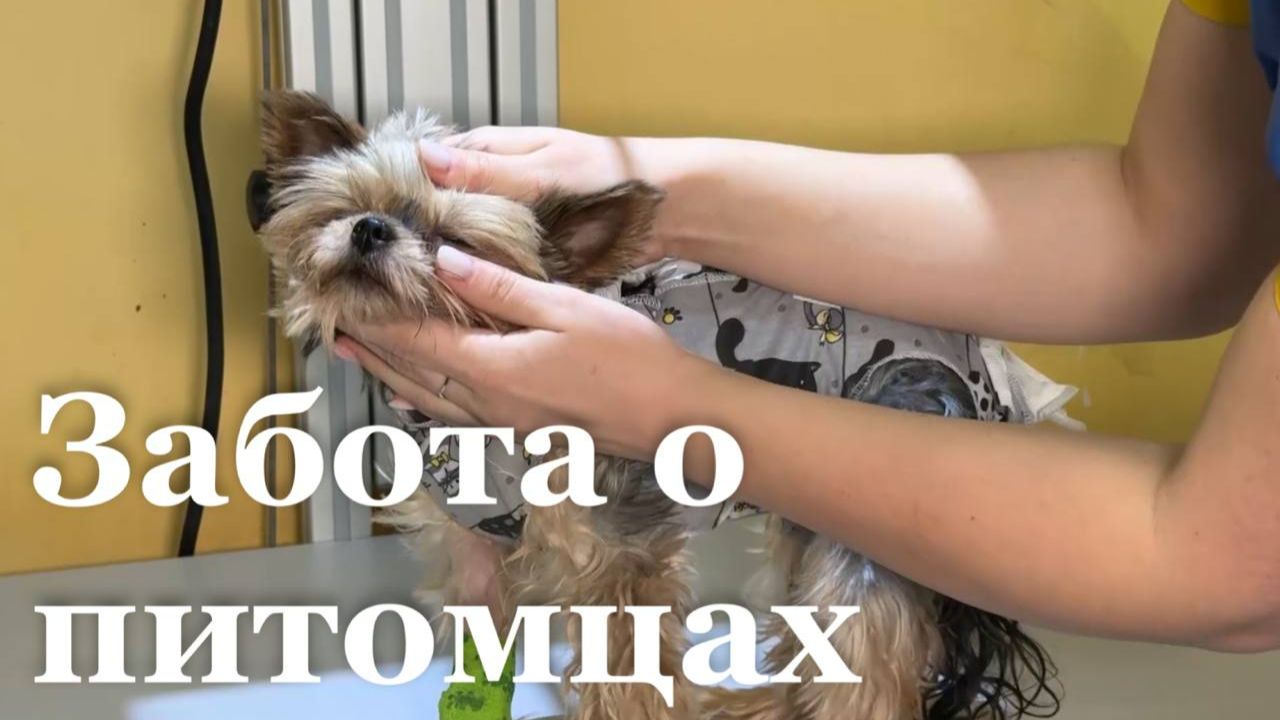 Итоговый репортаж. Как обезопасить животных на новогодние праздники? смотреть онлайн