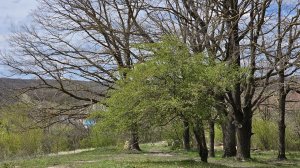 10_6sot_english village.mp4