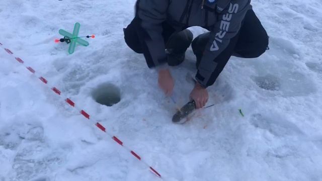 поимка форели на жерлицу смотреть онлайн