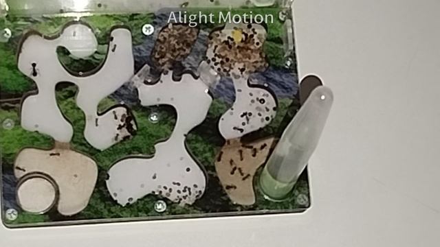 как живут муравьи жнецы /messor Structor