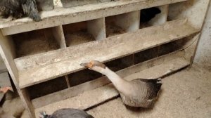 Жизнь в Тамбовской деревне. Обзор птичника.