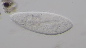 Инфузория-туфелька