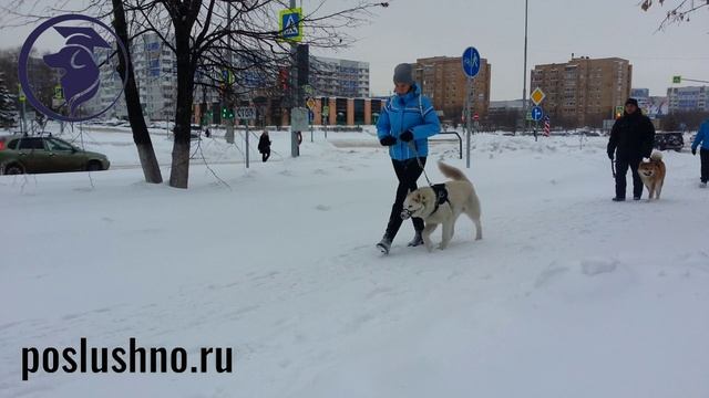 Уникальная дрессировка собак в группе. Кинолог Игорь Алтайский