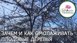 Омолаживание плодовых деревьев