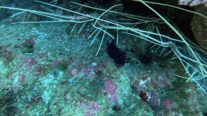 лобстер\лобстеры Симиланские острова, дайвинг в Таиланде 2026