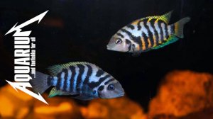 Цихлазома чернополосая - аквариумная зебра и все о ней!