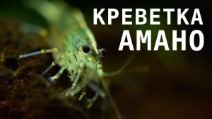 Креветки Амано — убийцы нитчатых водорослей