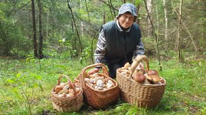 MAMMA MIA ! Я ИХ РЕЗАЛ А ОНИ НЕ КОНЧАЛИСЬ !!! БЕЛЫЕ ГРИБЫ ВСКРУЖИЛИ ГОЛОВУ ГРИБНИКАМ !