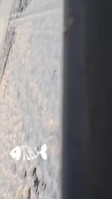 Лиса решила стащить у рыбаков рыбку