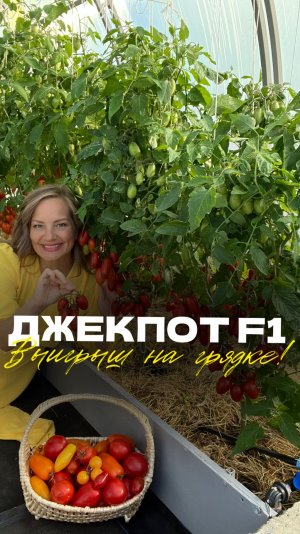 🍅 ТОМАТ ДЖЕК ПОТ F1 — выигрыш, который не зависит от погоды