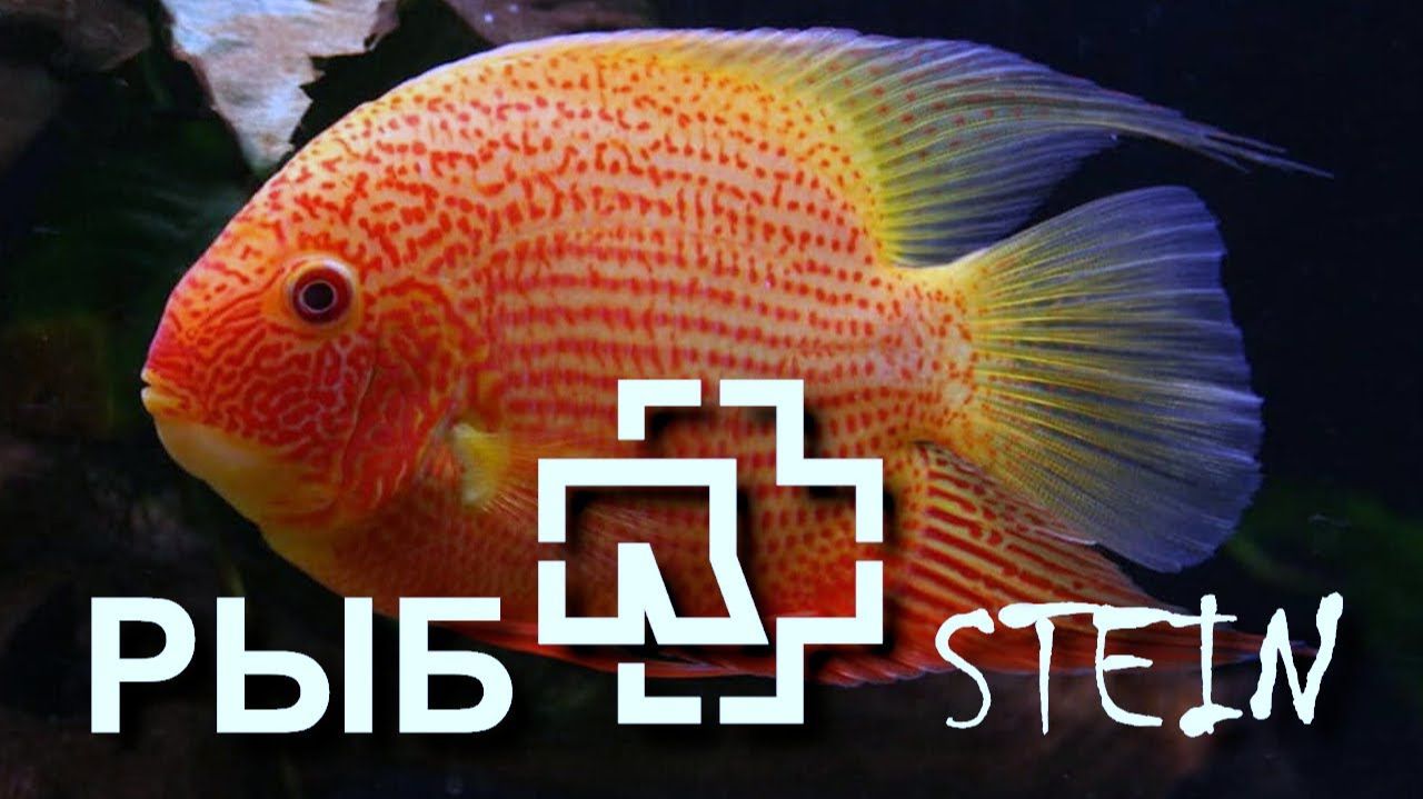 Цихлазомы – американские цихлиды красопетры смотреть онлайн