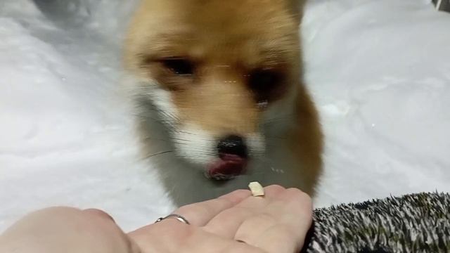 (1216) Лиса приходит в гости. Январь 2026 смотреть онлайн