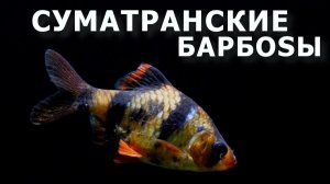 Барбус суматранский – аквариумный тигр!