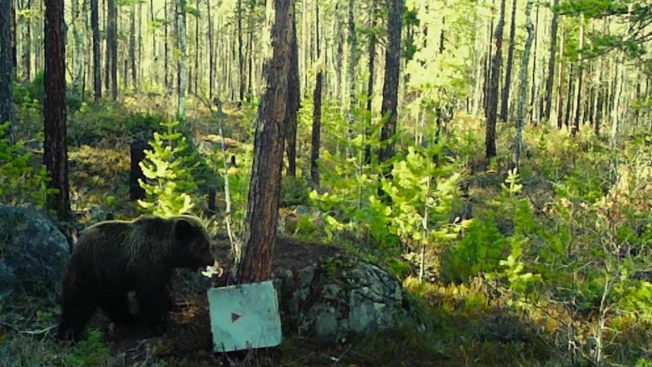 "СКРАДЫВАЮ" МЕДВЕДЯ У ПРИВАДЫ. СОБАКИ ВЕРНУЛИСЬ НОЧЬЮ. НЕПОГОДА. #идилесом 18.05.2024