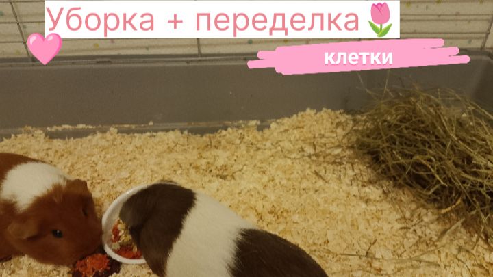 Уборка + преображение клетки у морских свинок 🦄🌷🩷 смотреть онлайн